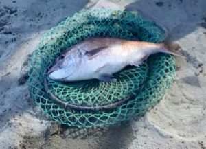 やっとの事で釣り上げた鳴門鯛。