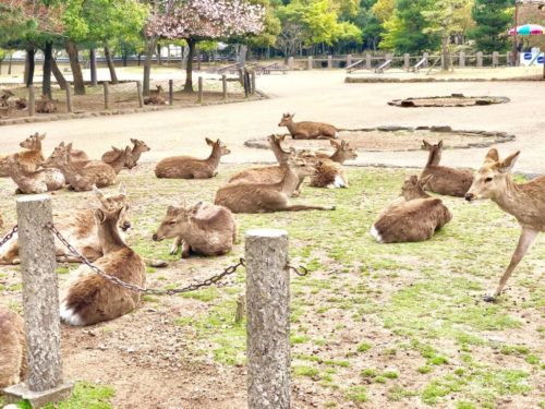 奈良公園の鹿。ここももともとは興福寺の土地。