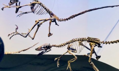 恐竜博2019：テノントサウルスとデイノニクスの躍動感あふれる骨格展示。
